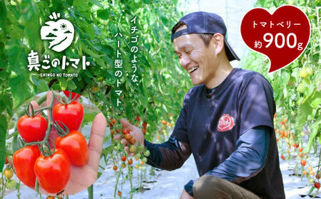 ミニトマト 生産量 日本一 玉名市 !! トマトベリー 約 900g 野菜 トマト 希少 プチトマト