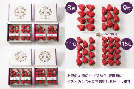 数量限定いちご 先行予約いちご 定期便いちご 2・3・4月発送 奈良県特産 高級ブランドいちご「古都華」旬の３ヶ月定期便 // いちご イチゴ 古都華 フルーツ 果物 旬 限定 ブランド 定期便いちご