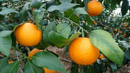 愛果28号 約3.3kg ご家庭用 みかん 柑橘 愛媛 【12月から順次発送予定】 先行予約 数量限定 人気 伊予市｜B456