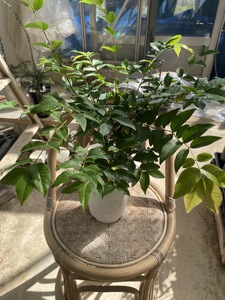 上郡町産 ジャボチカバの苗木（小）| ジャボチカバ 植物 フルーツ 珍しい おいしい 兵庫県 上郡町