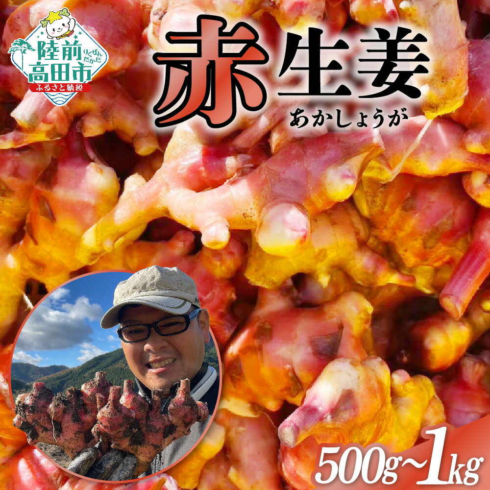 【ふるさと納税】先行予約 希少品種 赤生姜 内容量が選べる 500g 1kg [ 生姜 しょうが ショウガ ジンジャー 野菜 旬 調味料 薬味 料理 生姜焼き 煮魚 甘酢漬け ガリ 佃煮 唐揚げ 新生姜 囲い生姜 ぽかぽか 辛み 産地直送 国産 岩手県 陸前高田市 Farm Koganeyama ]