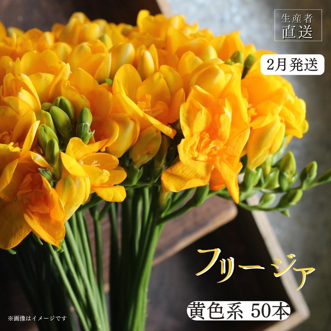 【ふるさと納税】【先行予約】2026年2月発送 フリージア 黄色 50本 生花 切り花 香り華やぐ