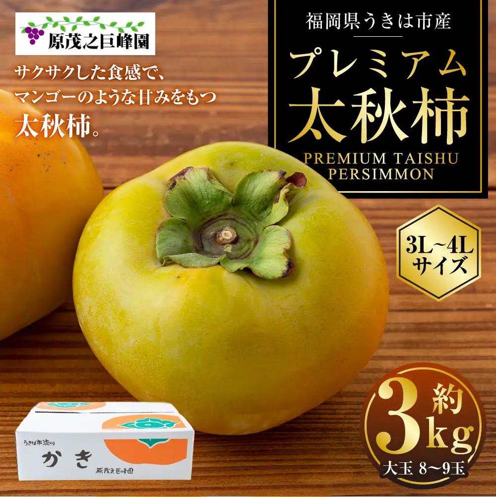 【先行予約】 原茂之巨峰園 プレミアム 太秋柿 大玉 8玉から9玉 （約3kg） 【2026年10月中旬から11月上旬 出荷予定】 柿 かき カキ 太秋 たいしゅう 完全甘柿 果物 くだもの フルーツ