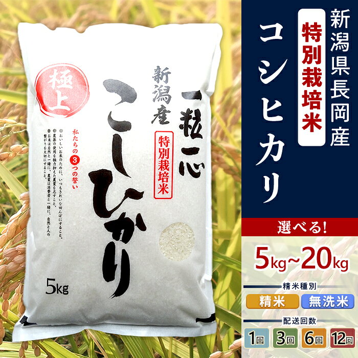 【ふるさと納税】新米 令和8年産 米 無洗米 定期便 5kg 10kg 新潟コシヒカリ 選べる容量 種類 発送回数 1回 3回 6回 12回 3ヶ月 6ヶ月 12ヶ月 新潟こしひかり 新潟 コシヒカリ 精米 白米 お米 新潟県産コシヒカリ（有限会社グリーン）