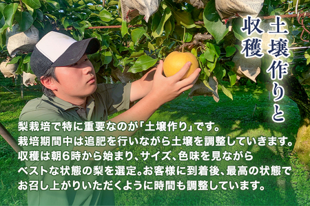 【2026年先行予約】青柳果樹園の和梨 秋月 2kg（3～5玉）《9月中旬～順次出荷》 果物 あきづき 加茂市 青柳果樹園