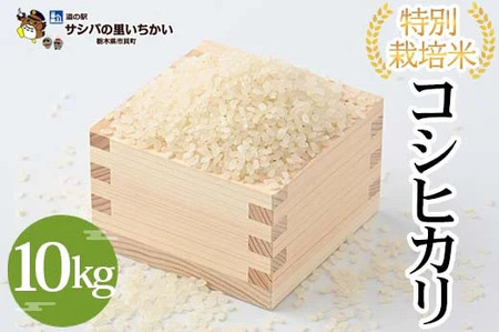 特別栽培米〈コシヒカリ〉10kg ≪米 お米 白米 ご飯 栃木県産≫ ※2026年9月～発送