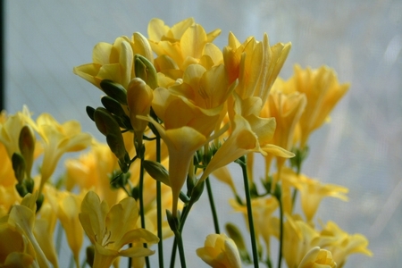 【先行予約】2026年1月発送：香り華やぐ フリージア 3色セット　100本 生産者直送 直送 生花 切り花 花 はな 春 先行予約 予約 茨城県 利根町