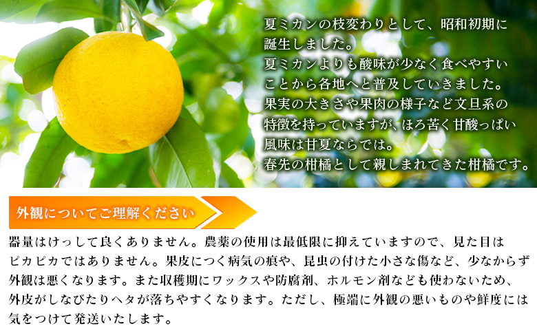 【先行予約】＜無茶々園の甘夏 約3kg＞ 果物 あまなつ みかん ミカン 蜜柑 柑橘 フルーツ 期間限定 季節限定 食べて応援 特産品 愛媛県 西予市