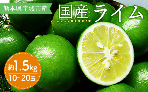 【先行受付】  国産 ライム 約1.5kg 10～20玉【吉田レモニー】【2025年9月下旬-2026年3月中旬発送】柑橘 小玉 らいむ