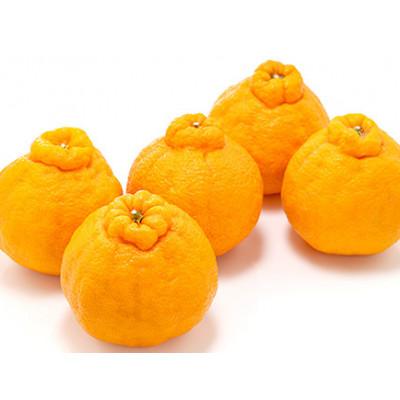ふるさと納税 鳥栖市 【発送月固定定期便】佐賀の「苺と柑橘」定期便全6回 |  | 01