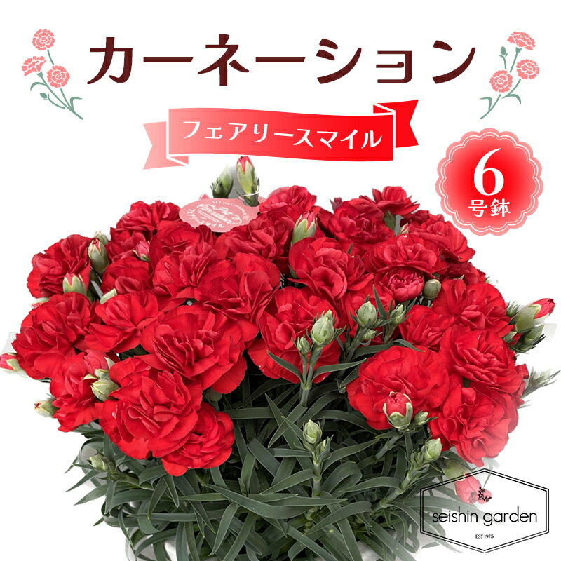 【ふるさと納税】【2026年5月10日母の日】贈答用カーネーション フェアリースマイル6号鉢 2026年5月5日から順次発送 母の日 花 フラワー 鉢植 植物 贈り物 プレゼント ギフト 埼玉県 本庄市 F5K-592