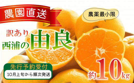 訳あり 由良 みかん 10kg 木負観光みかん園 ミカン オレンジ 蜜柑 柑橘 フルーツ 旬 果物 国産 産地直送 季節限定 西浦 沼津市 静岡県