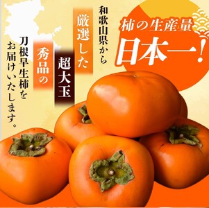 柿 たねなし柿 6個入 (約1.8kg)  秀品超大玉【2026年9月下旬から10月下旬頃発送】【BH001-kiy002A】