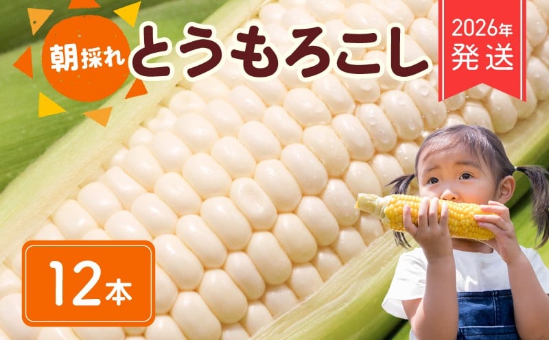 
            【 2026年 先行予約 】 朝採れ 白 とうもろこし 12本 ホワイトコーン ホワイト コーン スイートコーン 2026年6月下旬発送開始 白 新鮮 ジューシー 旬 野菜 やさい 夏野菜 朝採り とうきび BBQ バーベキュー 数量限定 季節限定 送料無料 産地直送 冷蔵 千葉県 旭市 Re.FOODS The Morokoshi 株式会社はなわ農園 hnw011_X1
          