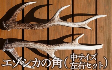 エゾシカの角（中サイズ、左右セット） 【 ふるさと納税 人気 おすすめ ランキング エゾシカ えぞ鹿 蝦夷しか 蝦夷鹿 角 中 鹿角 用途自在 左右 天然 オブジェ アクセサリー 贈答 贈り物 ギフト プレゼント 北海道 福島町 送料無料 】 FKB009