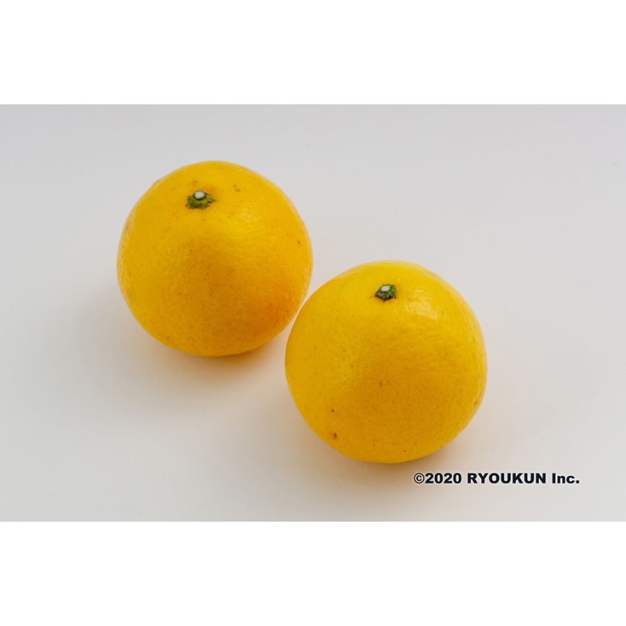 宮崎県産　恋する日向夏（3kg：段ボール入り）