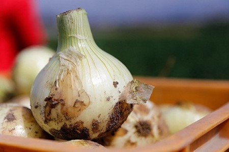 2025年度産　100％有機肥料で育てた淡路島玉ねぎ「蜜玉」３kg