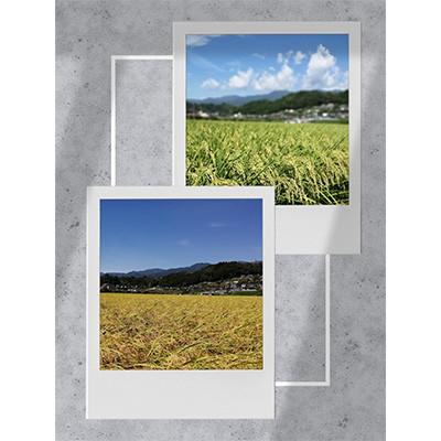 ふるさと納税 高森町 【毎月定期便】【南信州高森産】コシヒカリ精米5kg全6回 |  | 01