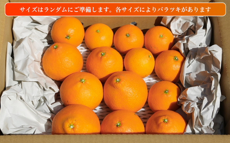 愛果28号 (紅まどんな と同品種) 訳あり 家庭用 5kg 【MCF018】