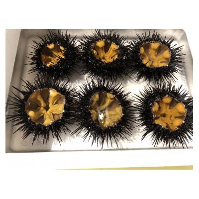 ふるさと納税 岩泉町 三陸小本浜産　生ウニ(牛乳瓶・150g)2本入り |  | 01