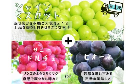 【産地直送】※2026年の予約です！※ 岡山シャインマスカット＆マイハート入り！新鮮ぶどう定期便 ２.４ｋｇ(４～６房)　２回に分けてお届け！ / ぶどう ブドウ 葡萄 シャインマスカット マイハート