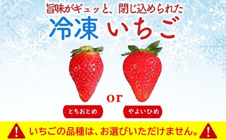 いちご 冷凍 とちおとめ やよいひめ 2kg いちご