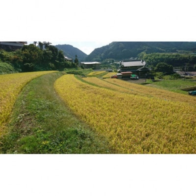 【発送月固定定期便】大阪府和泉市の農家さんが心を込めて作ったお米　1袋5kg　【単一品種】全3回【4086244】