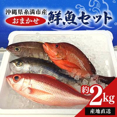 ふるさと納税 糸満市 おまかせ鮮魚セット(約2kg)