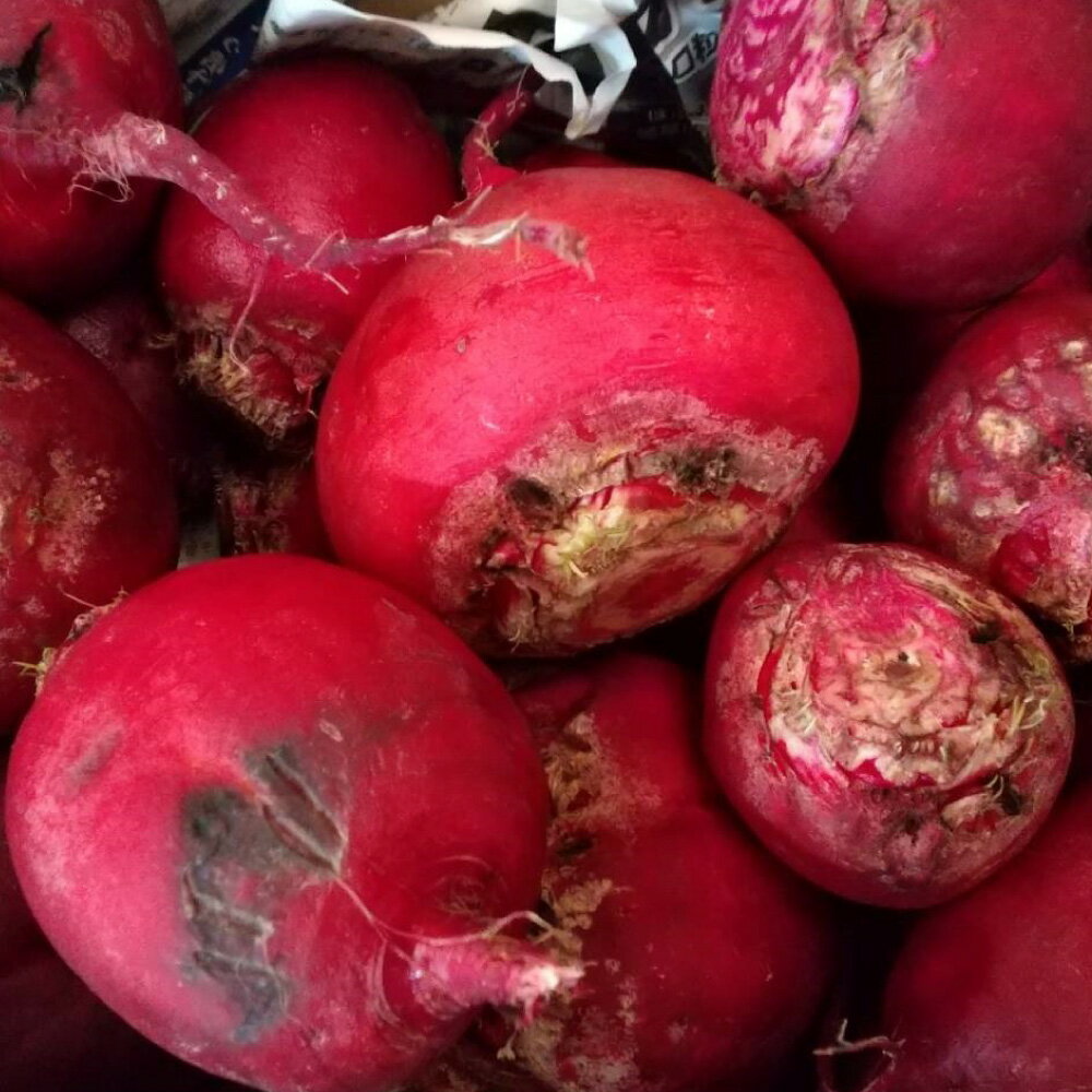 【ふるさと納税】【訳あり】自社農園栽培 生ビーツ2kg 生ビーツ ビーツ 野菜 やさい 健康 サラダ 酢の物 スムージー 美容 食物 料理 訳アリ 訳あり 冷蔵 国産 九州 熊本県 あさぎり町 送料無料