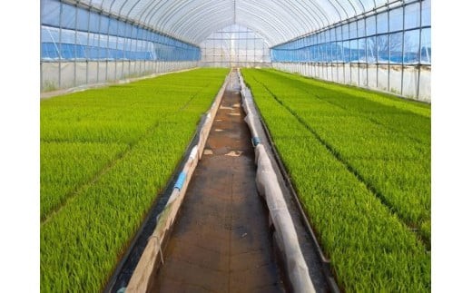 【先行予約】【4か月定期便】令和8年産　特別栽培米コシヒカリ5kg/計20kg　特別栽培米　コシヒカリ　雪蔵銀ぴか米 　会津　喜多方【07208-0950】