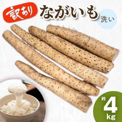 ふるさと納税 つがる市 訳あり ながいも 約4kg (洗い)[0943]