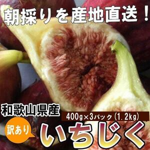 和歌山産 【訳あり】 いちじく  (サイズ不揃い、傷あり) 1.2kg(400g×3パック)