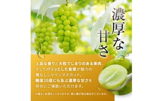 有機栽培　塩尻市桔梗ヶ原産シャインマスカット