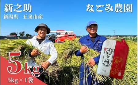 【令和7年産米】 なごみ農園の新之助5kg (5kg×1袋) 新潟県 五泉市 なごみ農園