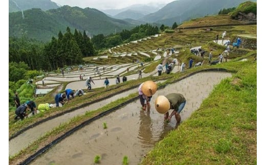 丸山千枚田を守る会会員権（令和７年度）【snmr0002】