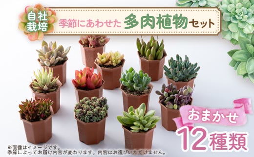 多肉植物おまかせ12種セット_多肉植物 セット エケベリア 多肉寄せ植え 観葉植物 ガーデニング 人気 栽培セット【1409515】