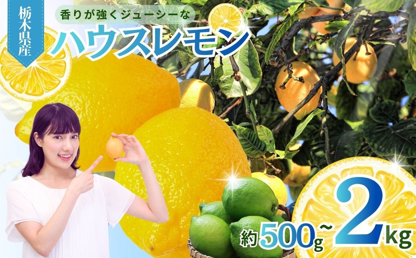 
                  【2026年 先行予約】真岡市産 ハウス レモン 選べる kg数 | 2kg 1kg 500g 2026年11月中旬~ れもん 果汁 国産 真岡市 栃木県 限定 送料無料
                