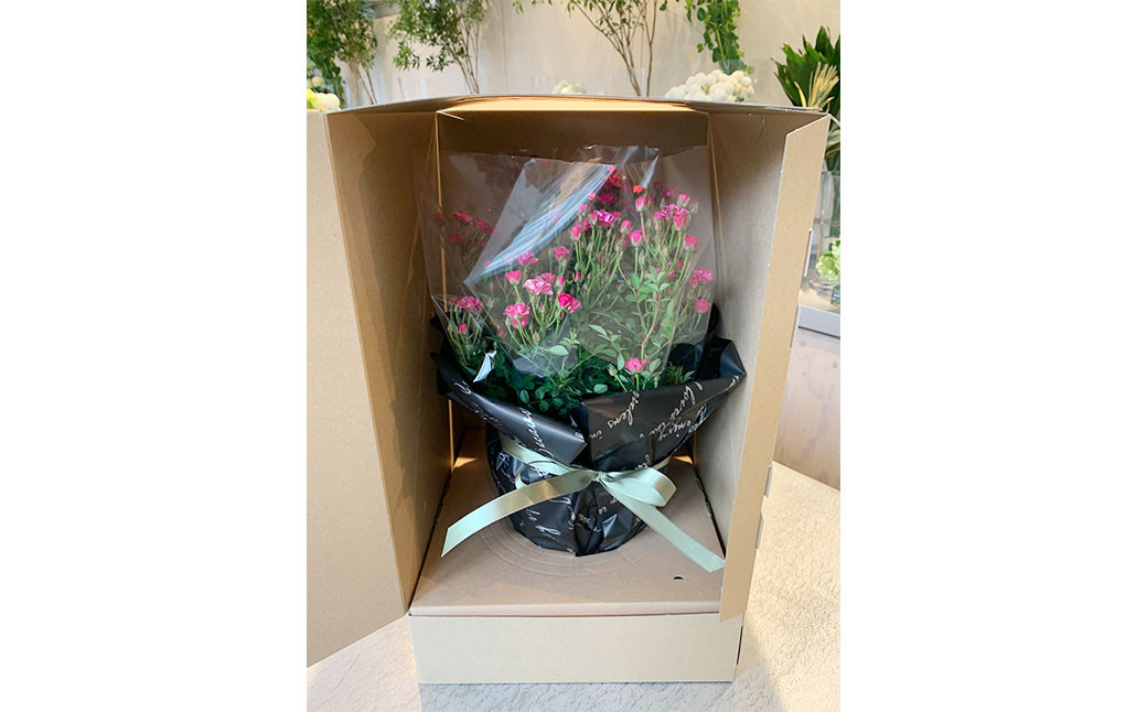 【チョイス限定】 四季咲き ミニバラ (白) 栽培マニュアル付き