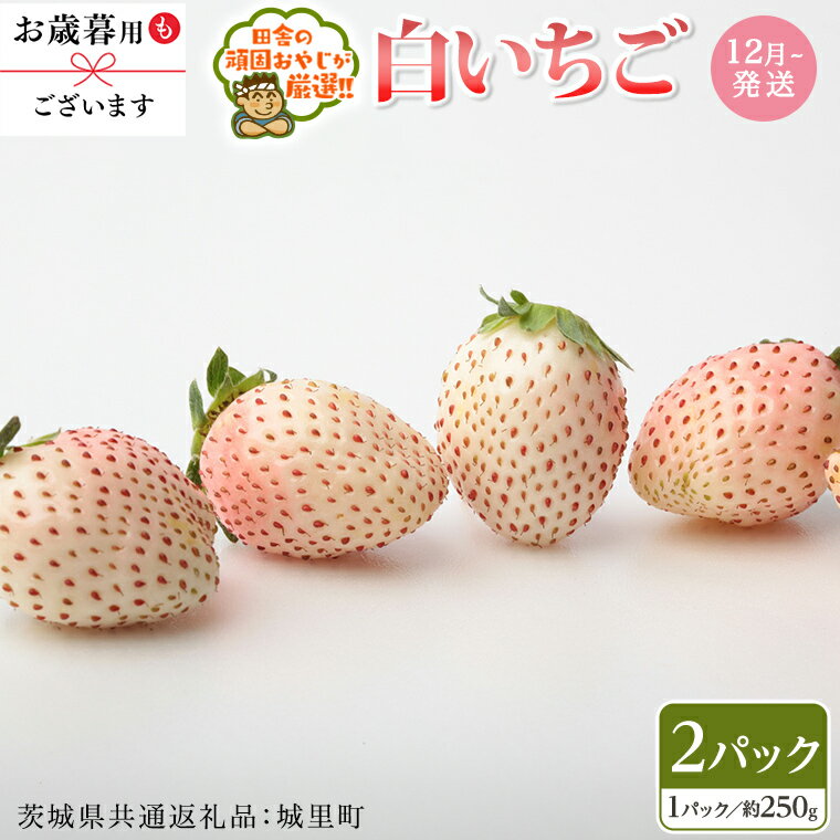 【ふるさと納税】白いちご 約250g×2パック【2025年12月より発送開始】 （ 茨城県共通返礼品：城里町産 ）田舎の頑固おやじが厳選！ 茨城県 県産 人気 厳選 果物 くだもの 旬 旬の果物 旬のフルーツ ギフト 贈答 いちご イチゴ 苺