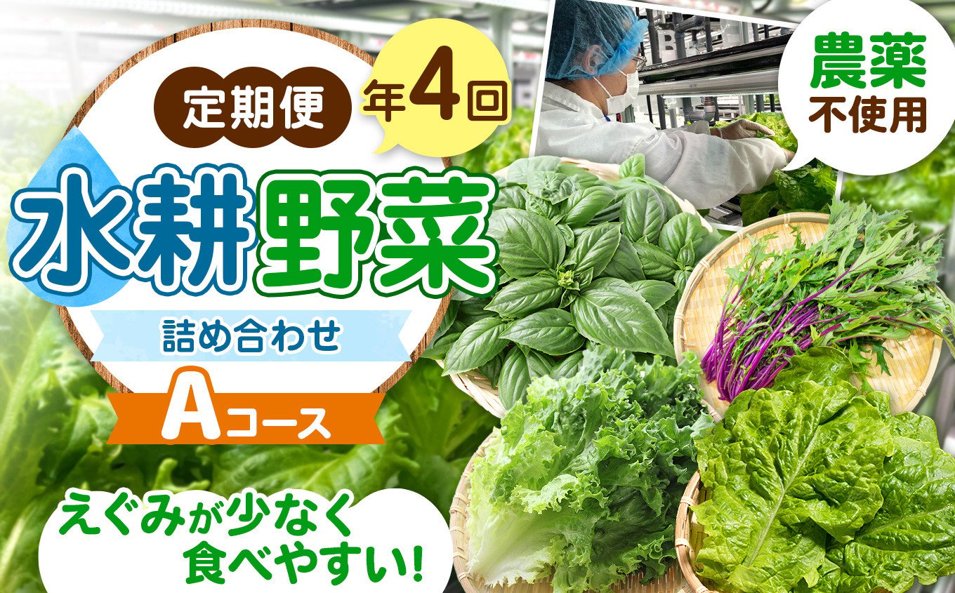
【定期便4回】農薬不使用水耕野菜詰め合わせ　＜Aコース＞　【3か月に1回お届け】｜ふるさと納税 長野県 松本市 農薬不使用 水耕 野菜 サラダ ベビーリーフ 健康
