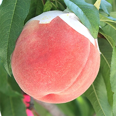 【発送月固定定期便】山梨の人気フルーツ!桃とシャインマスカットの定期便 全2回【配送不可地域：離島・沖縄県】