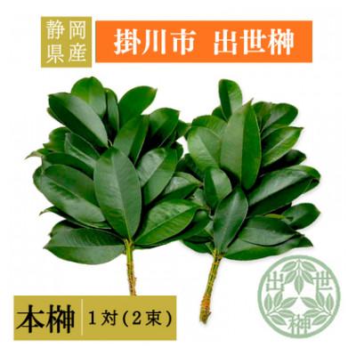 ふるさと納税 掛川市 静岡県産掛川市　出世榊　本榊　純国産　さかき1対(2束)※1日交換に間に合うように配送