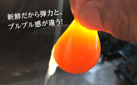 【6回定期便】 まつもとたまご ＆ 平飼い たまご 計40個＜松本養鶏場＞ [CCD023]