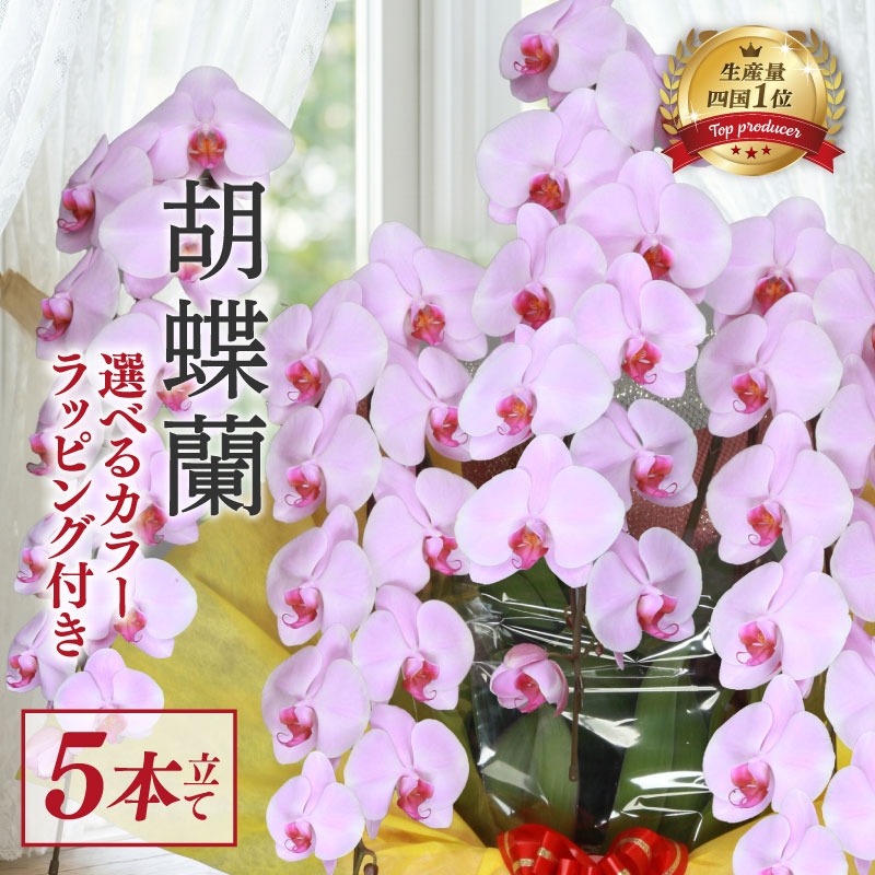 【ふるさと納税】 【指定日配送】 胡蝶蘭 5本立て ピンク 白 紅白 訳あり お供え 開店祝い 冠婚葬祭 蘭 記念日 母の日 贈り物 誕生日 お祝い 記念 お花 花 はな フラワー 花束 フラワーアレンジメント インテリア 鑑賞 栽培 園芸 ガーデニング 洋蘭 洋ラン こちょうらん