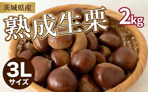 【先行受付】 栗 生栗 2kg 大粒 選べる大きさ 3L 令和8年産 完熟 栗 くり クリ kuri / 栗ごはん 栗スイーツ 2026年度産 国産 味覚 生ぐり なまぐり 和栗 わぐり 先行受付 秋の味覚 マロン 生くり 甘栗 焼き栗 ゆでぐり 料理 和菓子 炊き込みご飯 ごはん 栗きんとん 数量限定 贈答 ギフト 数量限定 旬  秋 冬 正月 おせち 茨城県 筑西市 関東