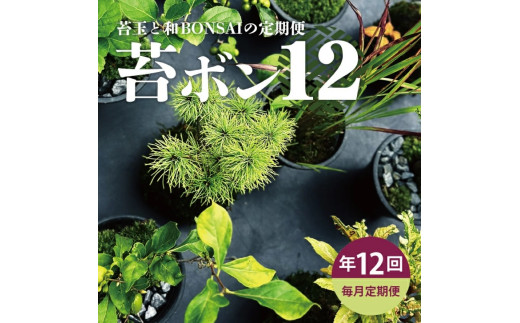 【12回定期便】苔玉と和BONSAIの定期便「苔ボン12」 SL0240