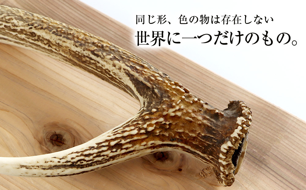 エゾシカ角 壁掛け（横約20cm×縦約60?） 