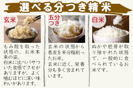お好みに合わせて精米！令和6年産 コシヒカリ 6kg 先行受付 東白川村産 玄米 お米 こめ 精米 5000円 5千円