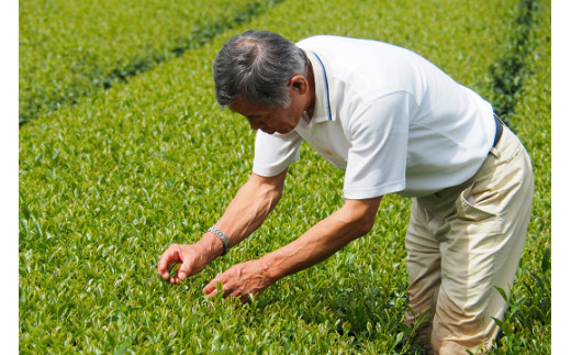 種子島松寿園 ふんまつ 緑茶 50ｇ×6袋 　NFN340 【 375pt】