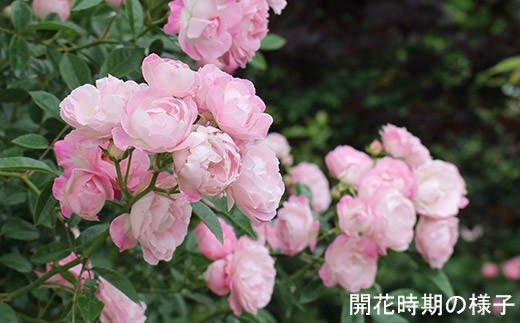 【2026年2月以降発送】バラ鉢植え「玉鬘」057-007